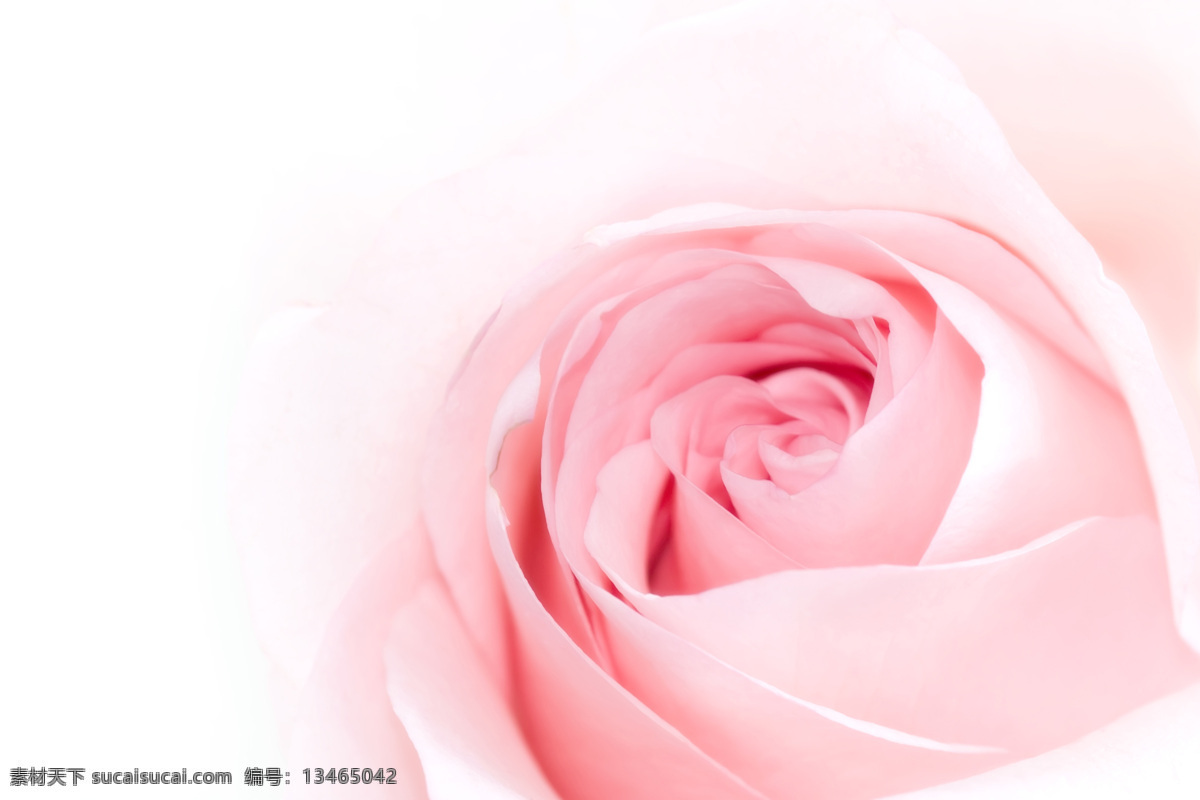 玫瑰免费下载 背景 春色 粉花 粉色 花 玫瑰 暖色 清新 背景图片