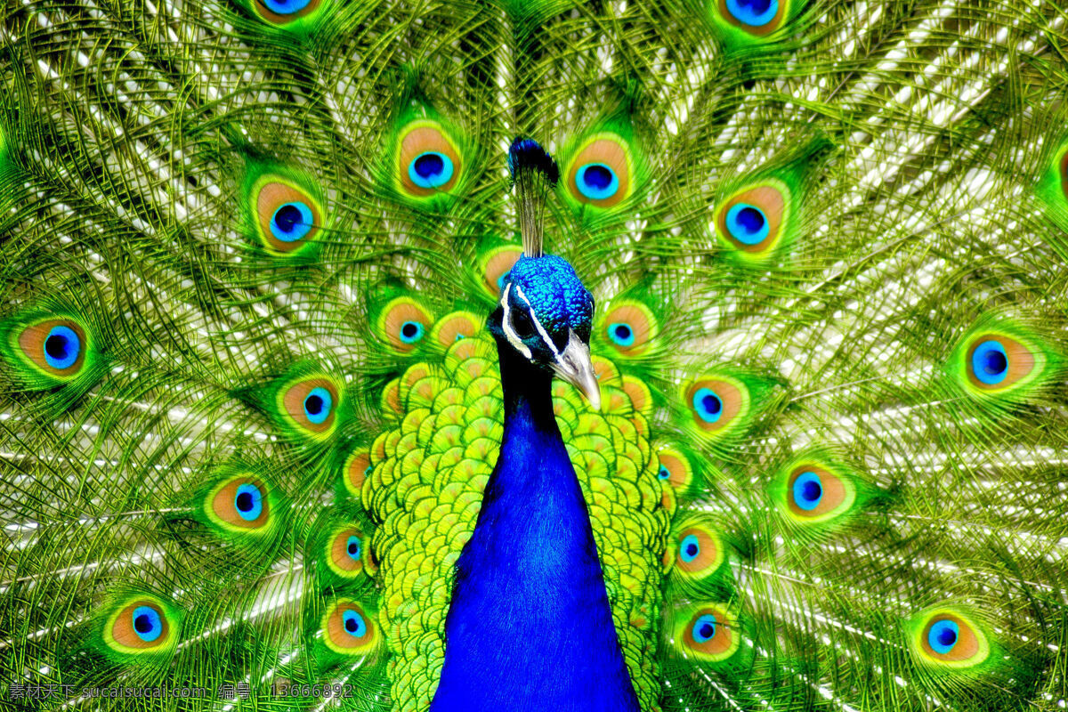 孔雀 开屏 特写 300 原图 尺寸 关键字 鸟类 绿色 实用 精美图片 印刷 适用 高清 创意 生物世界