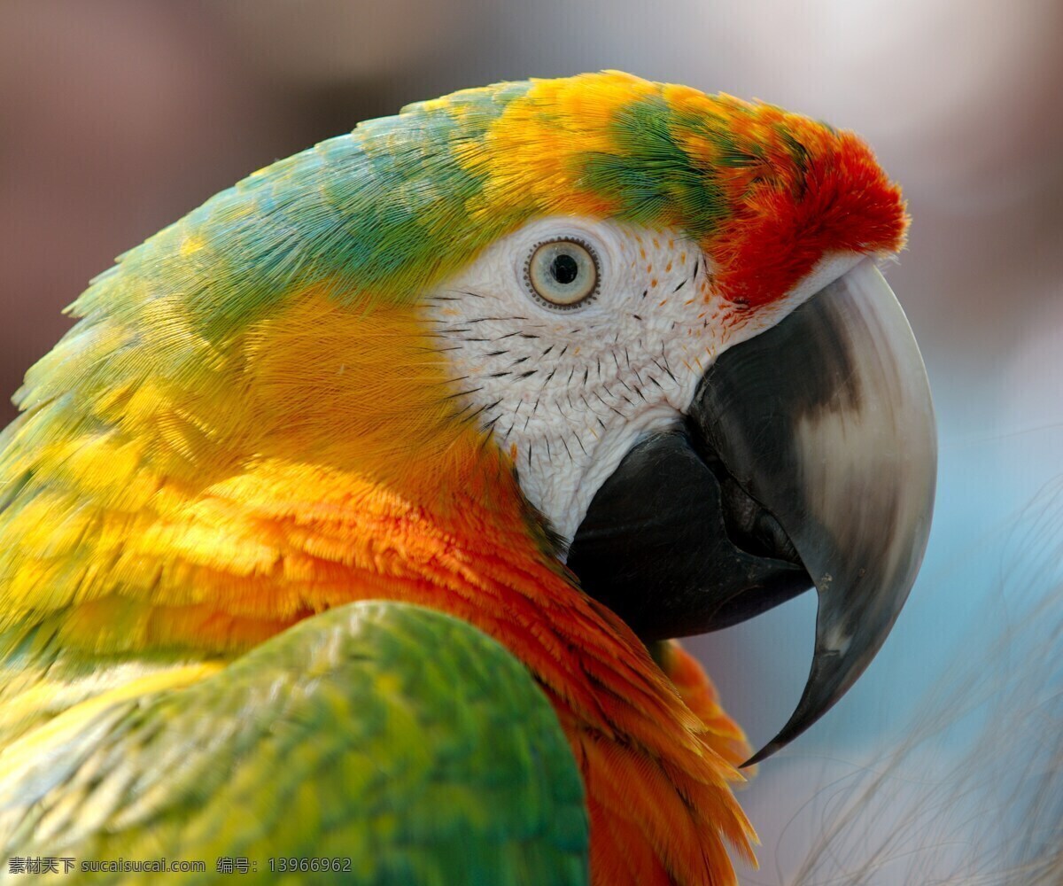 金刚鹦鹉 鹦鹉 鸟 红色 绿色 黄色 橙色 动物 灰色