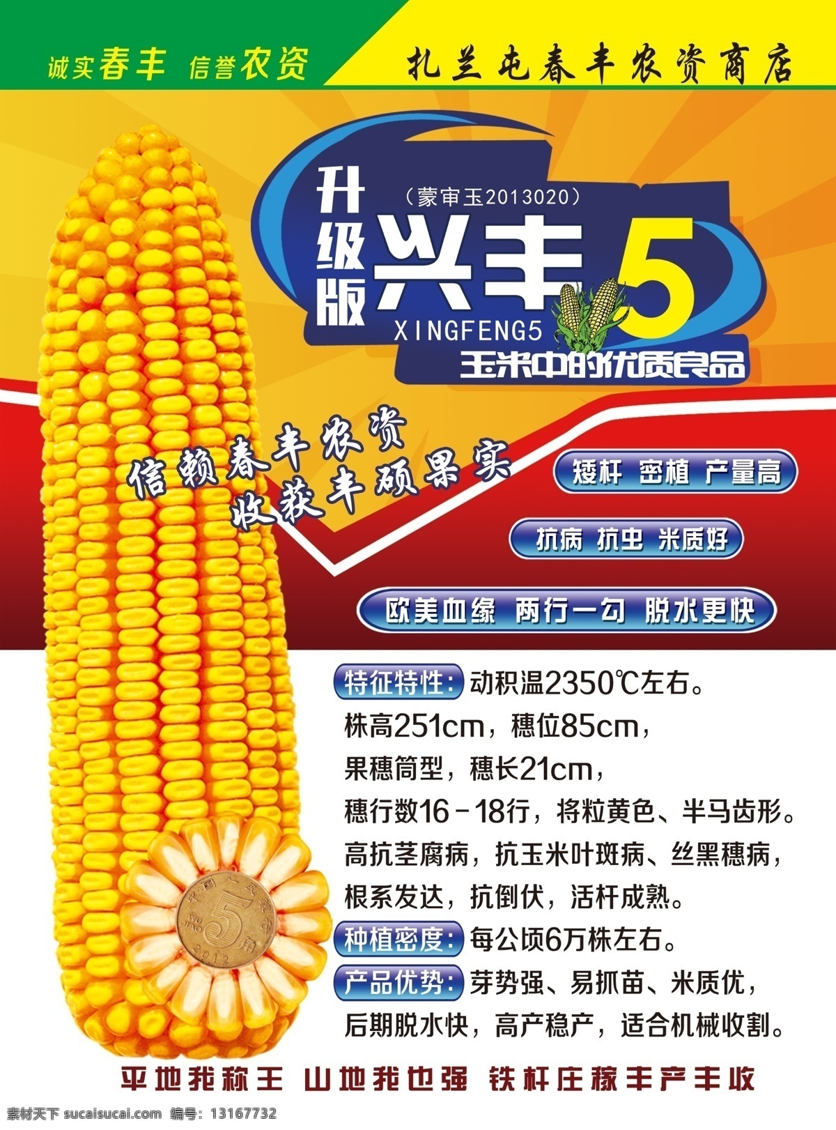 兴丰5单页 兴丰5玉米 兴丰5苞米 玉米