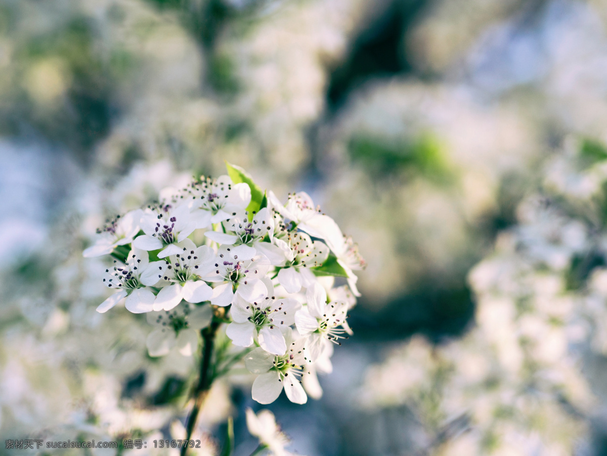 杏花 花 树 杏 花朵 鲜花 盛开 白色 杏树 蓝天 天空 植物 花卉 花草 特写 树枝 文化 春天 生物世界 摄影图片 自然景观 花类 田园风光 自然风景