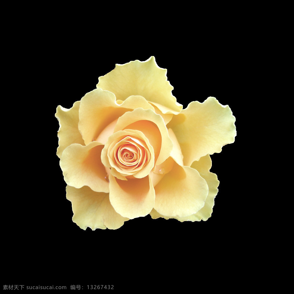黄色 花朵 层叠 元素 清新 植物 黄色花朵 层层叠叠 花心
