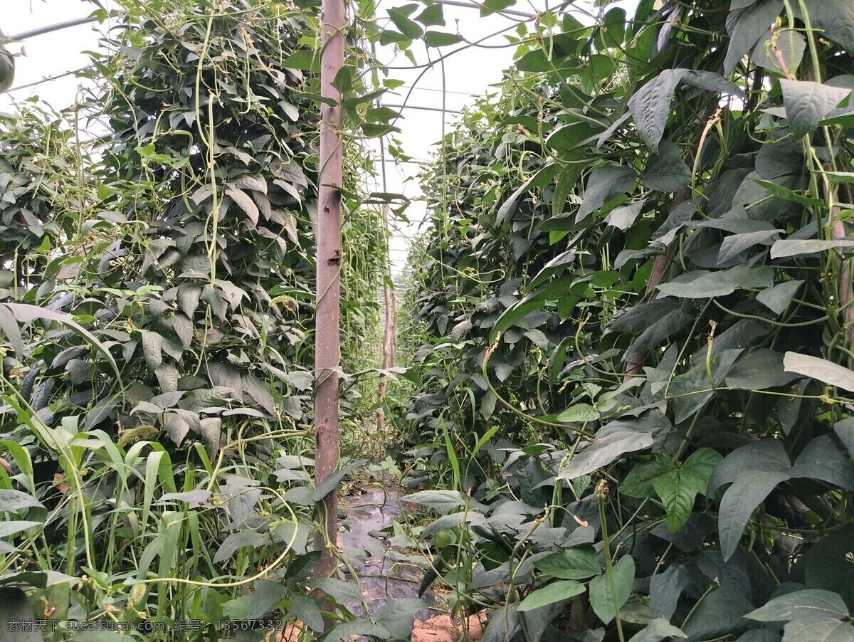 大棚豆角 豆角 种植 大棚 绿色 长豆角
