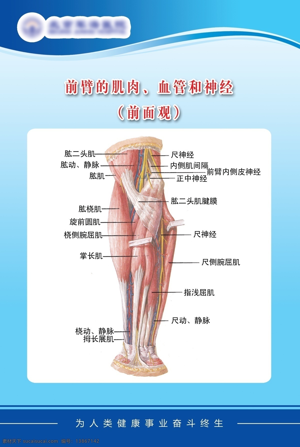 医疗 展板 前臂 肌肉 血管 神经 手臂 手绘身体器官