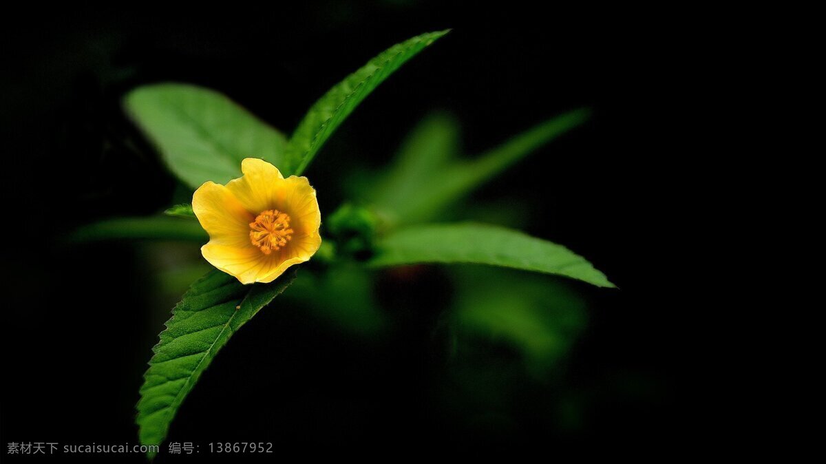 美丽 花朵 清新 唯美 自然 背景图片