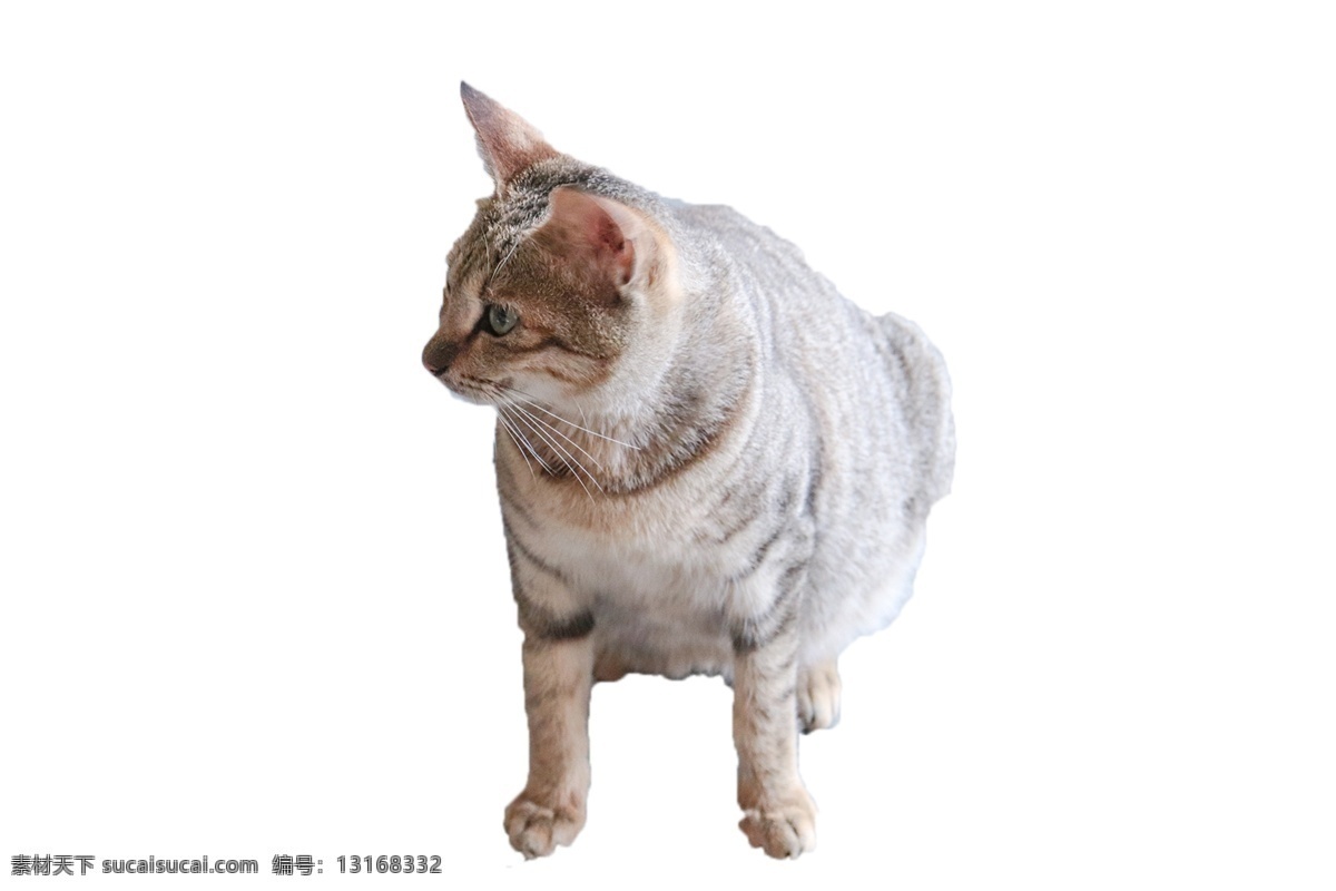 一只猫咪 温顺 喜欢 可爱