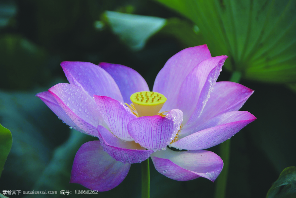 粉色 荷 花蕊 花心 黄绿色 莲 绿色 摄影图库 娇艳欲滴 艳丽 水滴 自然景观 自然风景 psd源文件