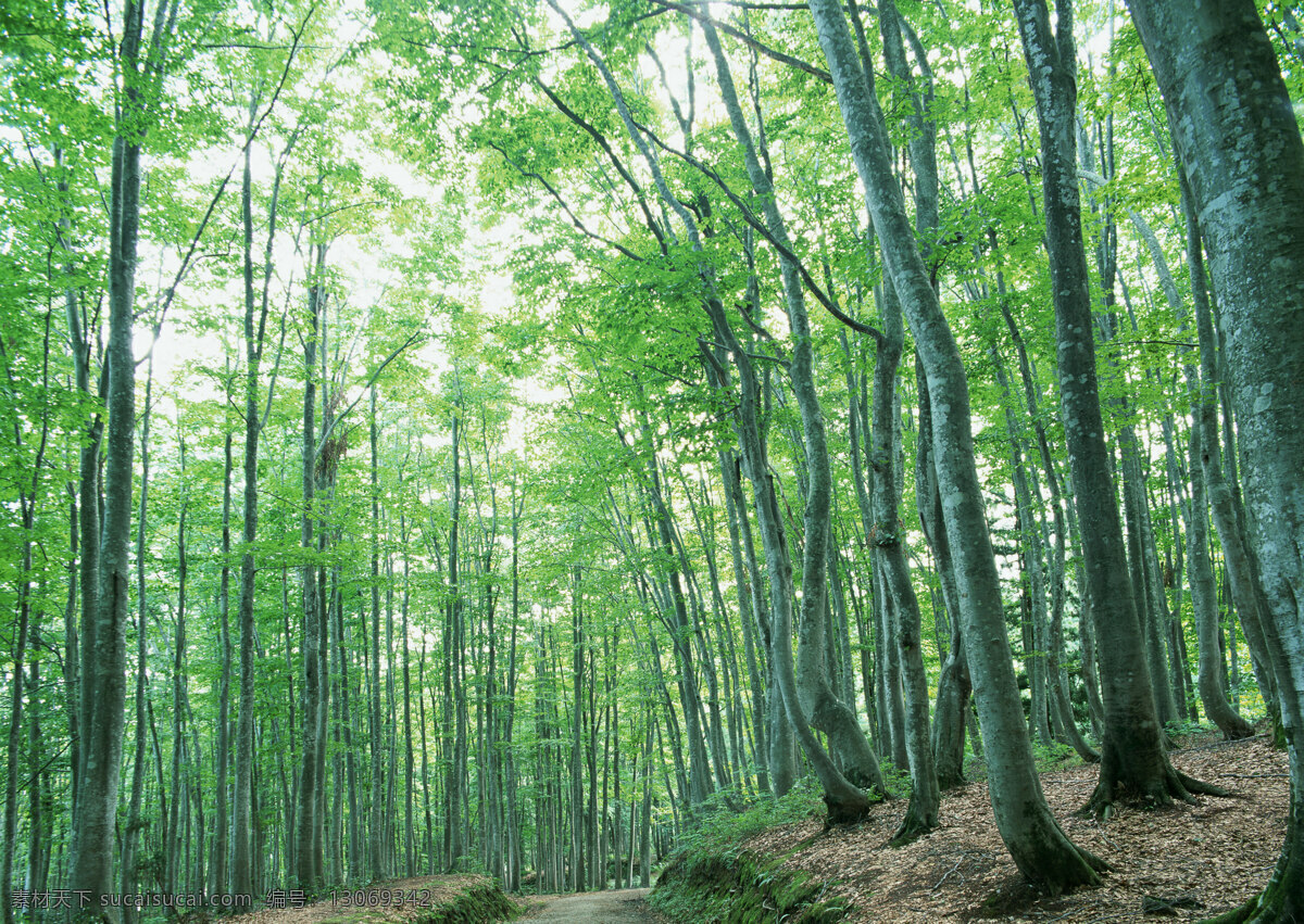 树林图片 森林树木 树林风景图片 树林高清图片 树木树叶 植物素材 生物世界 高清图片 花草树木