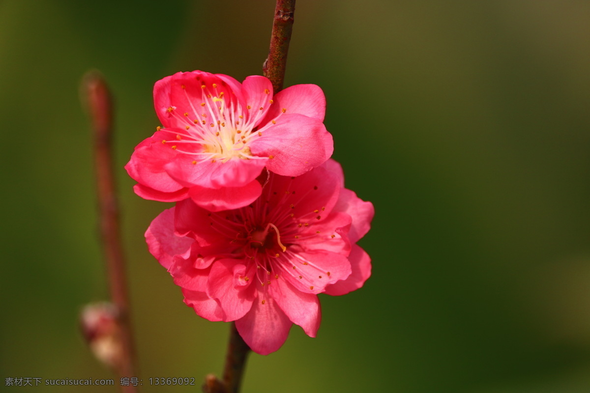 桃树 花朵 绿叶 枝干 春天 开花 花瓣 桃花园 植物 自然 生物世界 花草