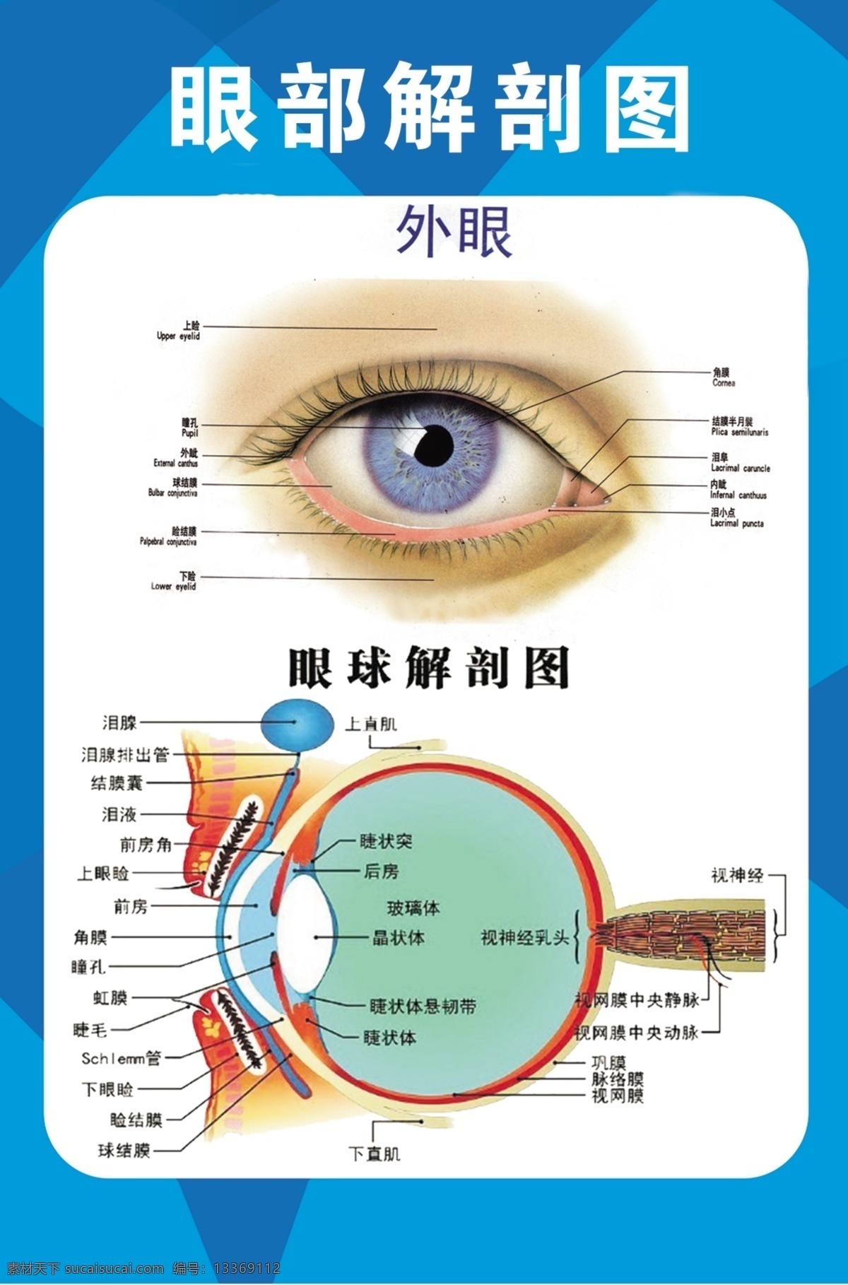 眼部护理 结构图 解剖图 眼睛 分层