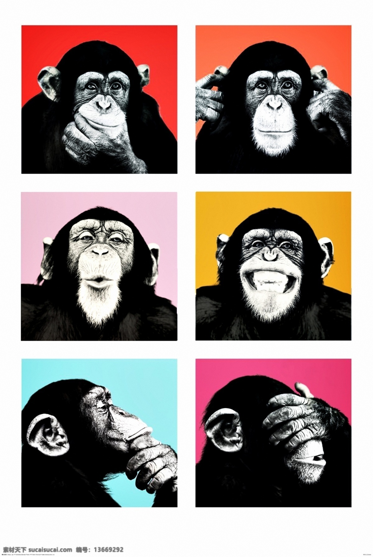 拍照猩猩 猩猩高清海报 动物 猩猩 高清 海报 可爱 微笑 大头照 拍照 萌 猴子 开心 快乐 分层