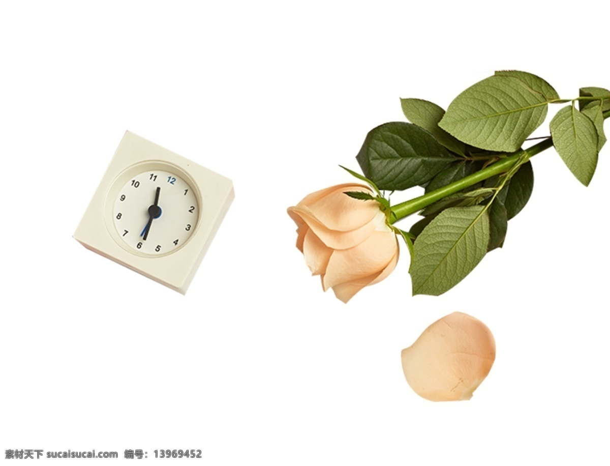 闹钟 玫瑰花 花瓣 时钟 时间 鲜花 花枝