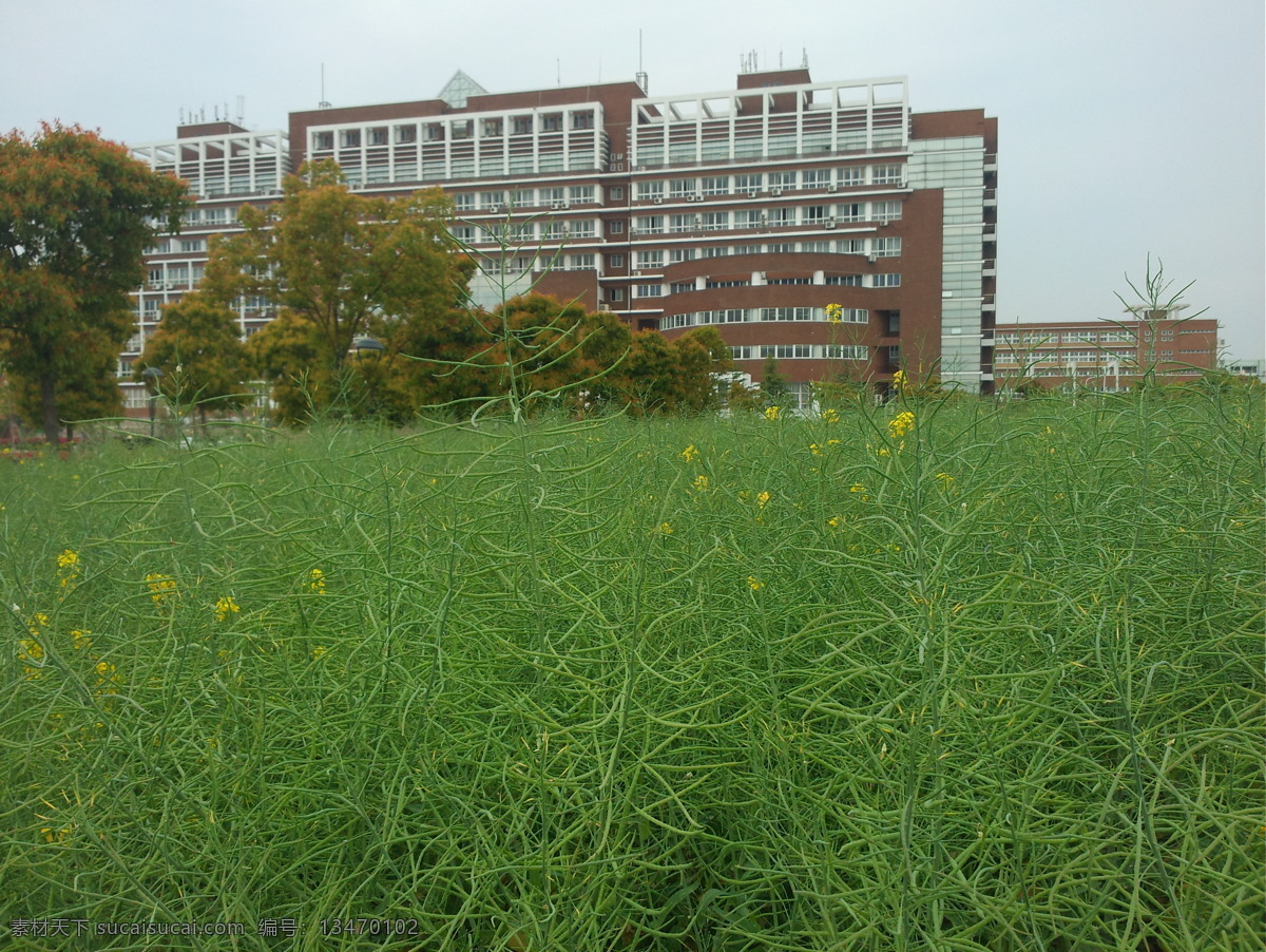 油菜花 花丛 建筑 油菜花籽 阴天 自然景观 自然风景