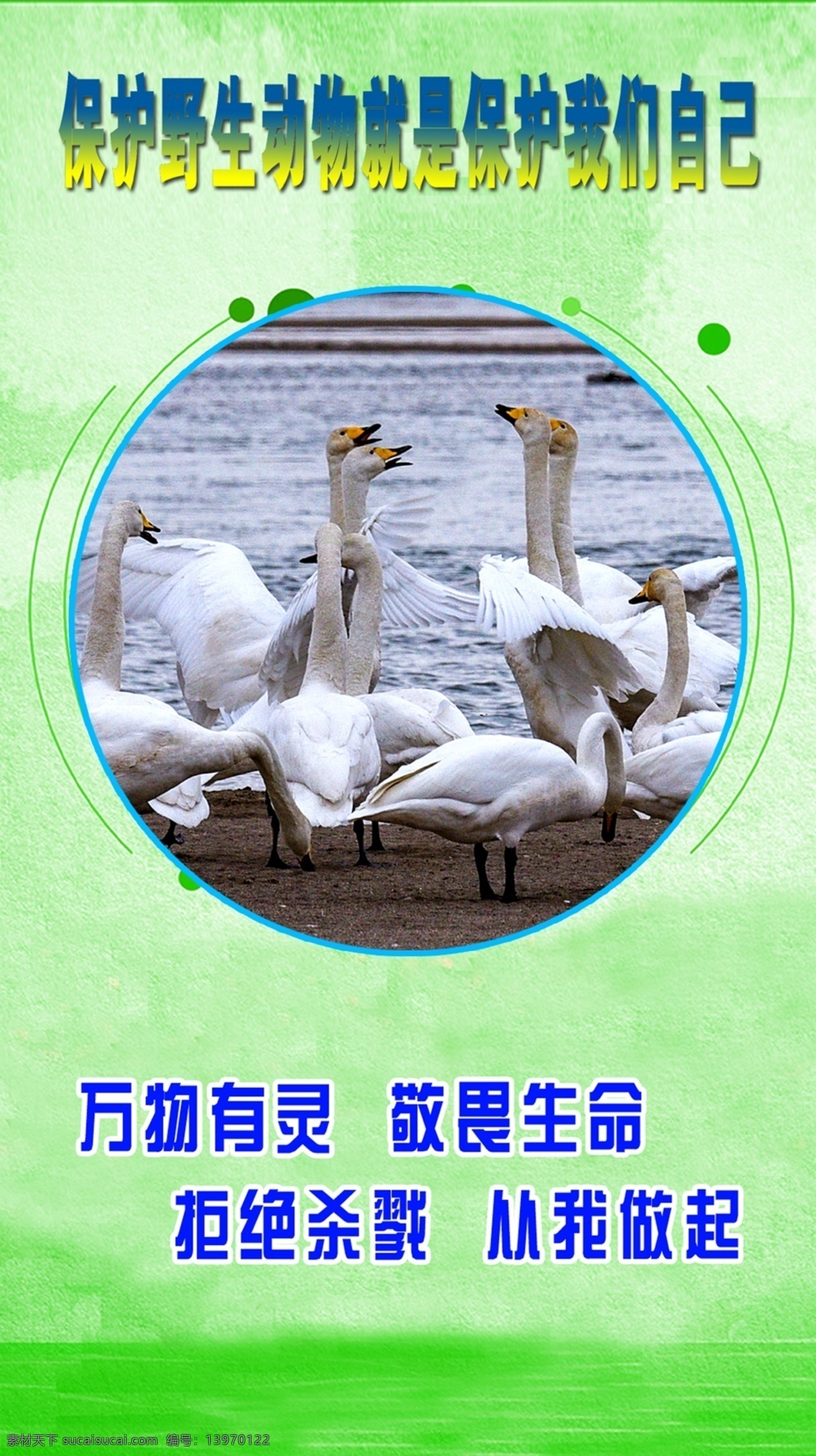 野生动物宣传 保护动物 保护野生动物 保护动物海报 爱护动物 动物园展板 动物园广告 野生动物 动物日 自然保护区 关爱野生动物 动物公益 保护动物宣传 野生动物展板