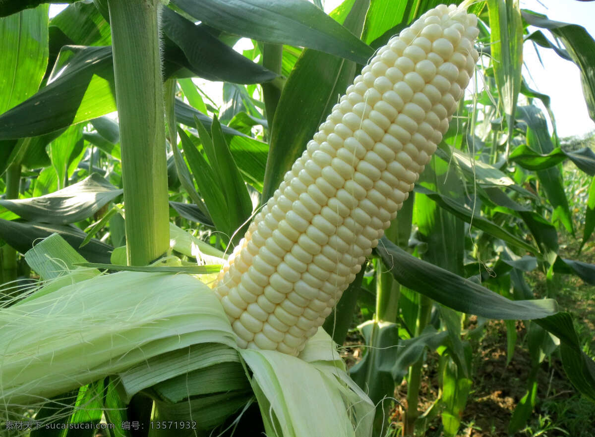 玉米 白玉米 棒子 白雪公主 苞谷 旅游 粮食 生物世界 蔬菜
