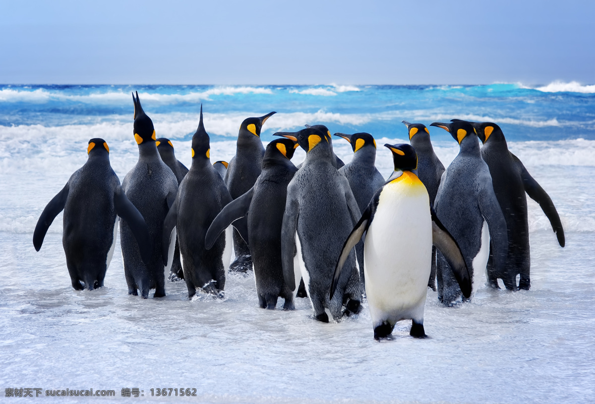 冰面 上 企鹅 动物 南极动物 陆地动物 生物世界