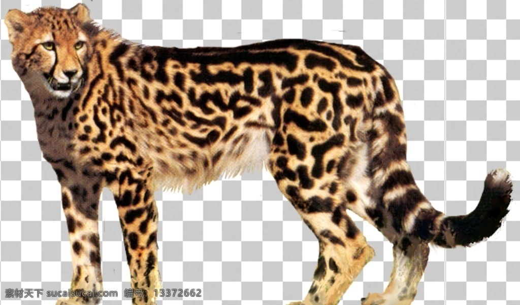 金钱豹图片 猎豹 金钱豹 豹子 豹 豹纹 飞豹 豹子头 动物 动物世界 生物世界 透明底 免抠图 分层图 分层 动物透明底 野生动物