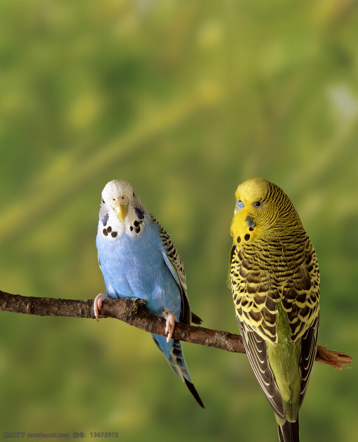 两 只 站立 树枝 上 鹦鹉 动物 鸟禽 鸟类 绿色 蓝色鹦鹉 绿色鹦鹉 漂亮 空中飞鸟 生物世界