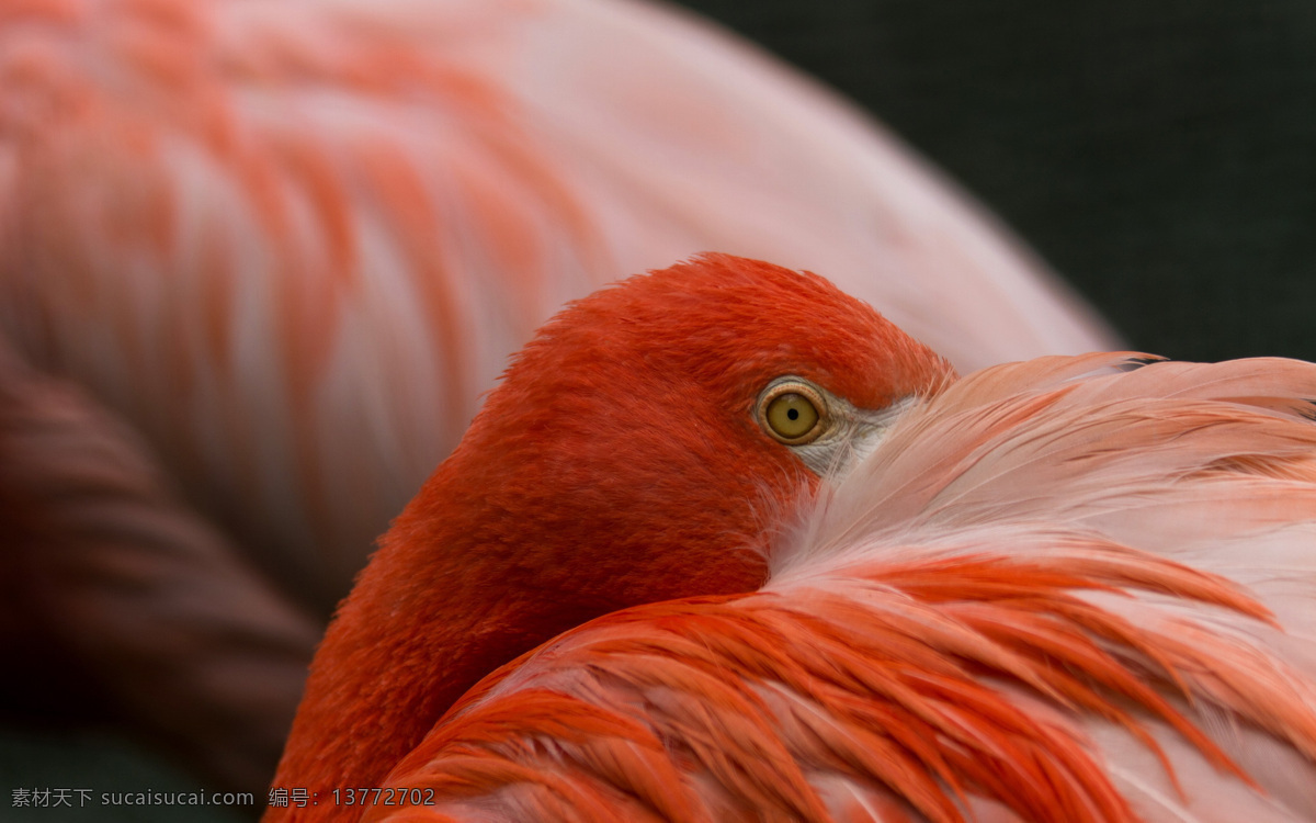 火烈鸟 眼睛 特写 鸟类摄影 鸟类动物 动物世界 羽毛 空中飞鸟 生物世界