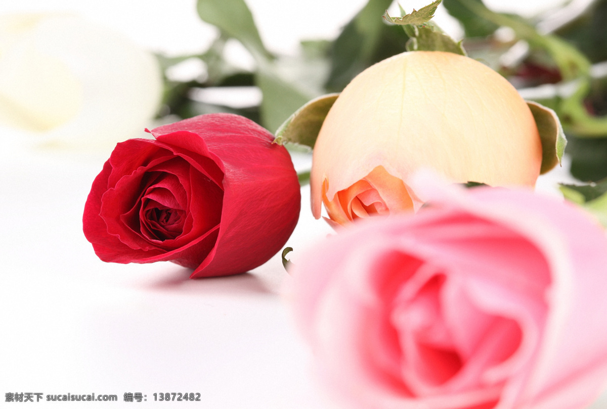 三 只 玫瑰花 白玫瑰 粉玫瑰 红玫瑰 美丽鲜花 漂亮花朵 花卉 鲜花摄影 花草树木 生物世界 白色