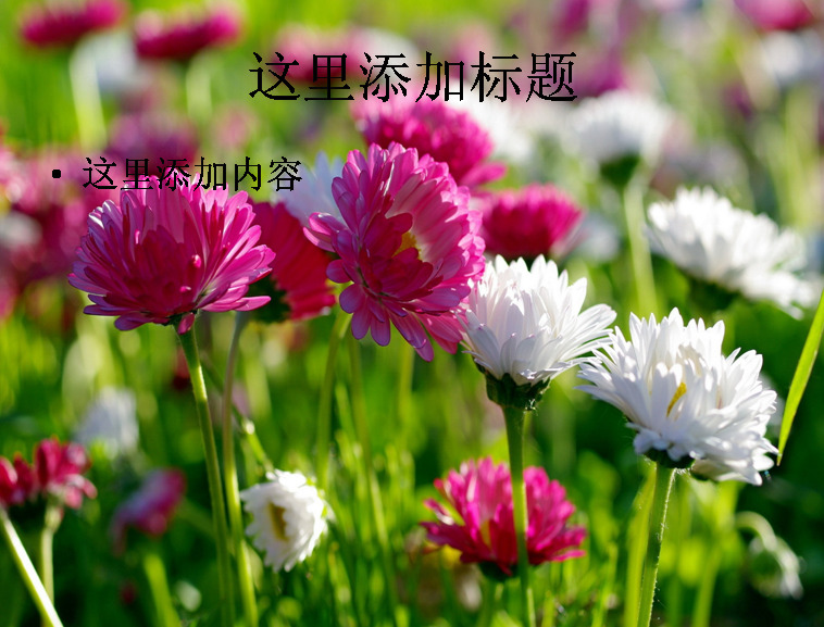 电脑 封面 花卉 美丽 盛开 高清 ppt封面 背景图片 风景图片 自然风景 模板