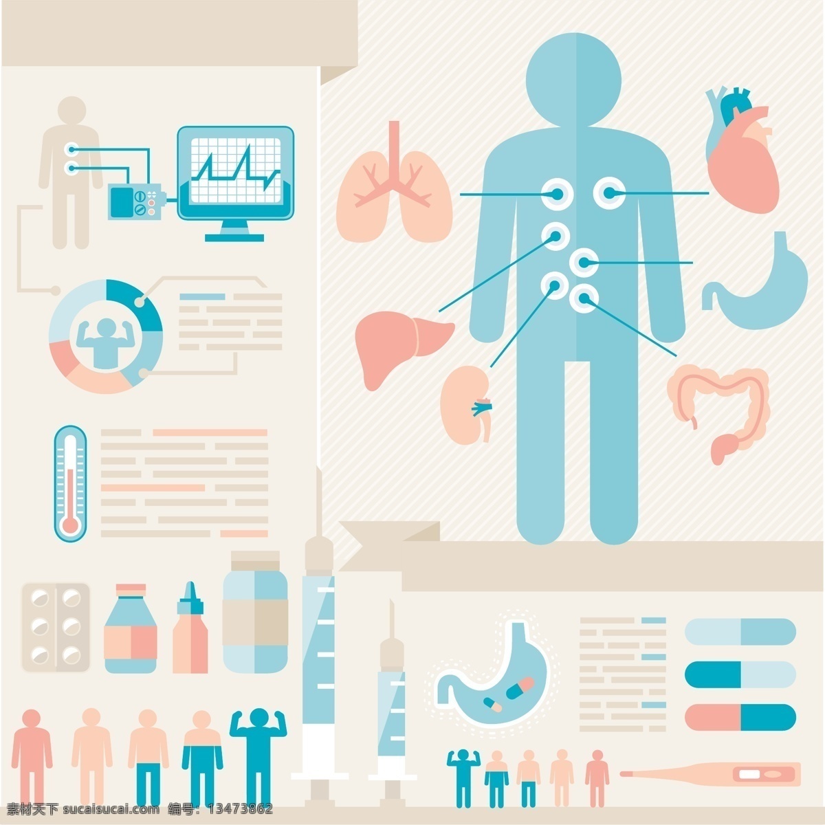 人体内脏图表 人体内脏 人体器官 医疗图表 医学 医疗 生活百科 矢量素材 白色