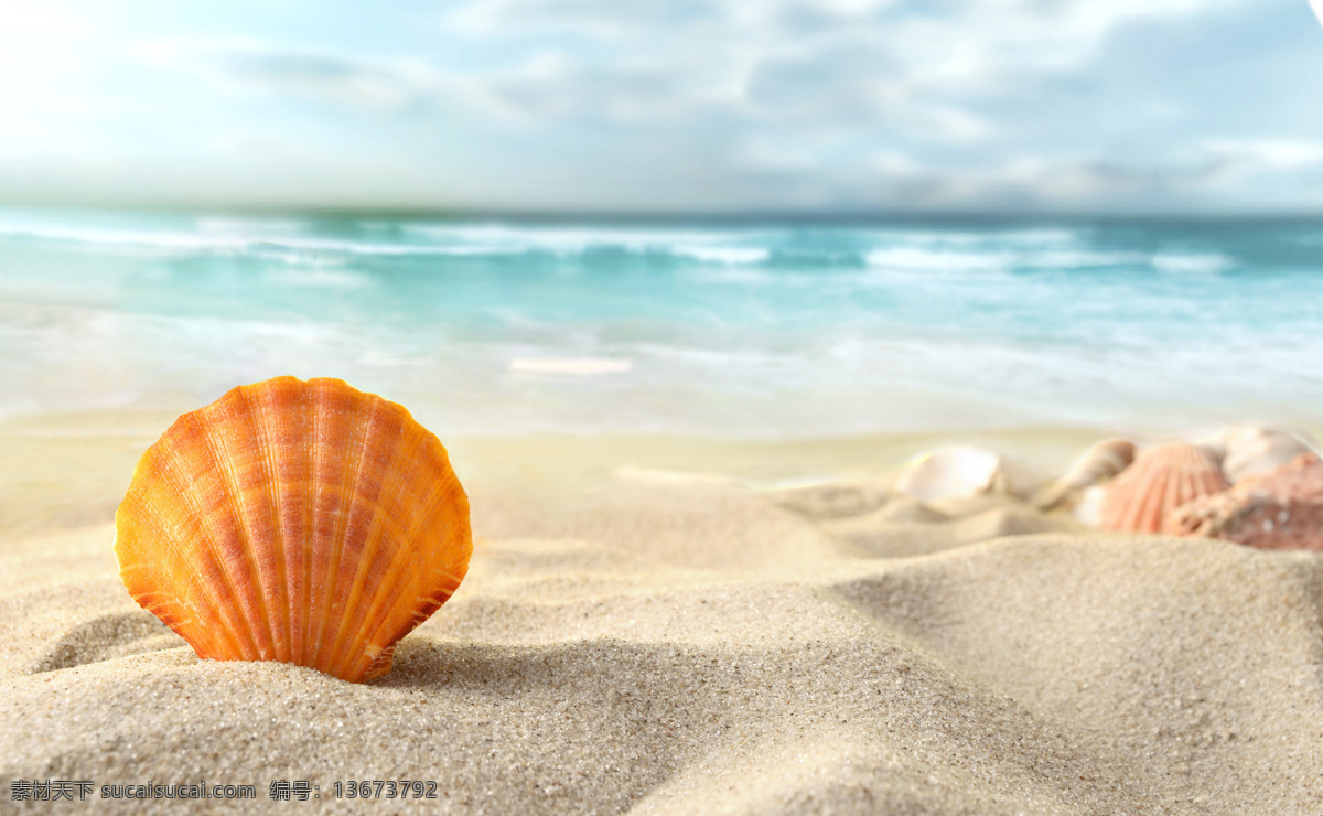 沙滩贝壳 沙滩 海滩 贝壳 啥子 海螺 大海 可爱 海洋海边 自然景观 白色