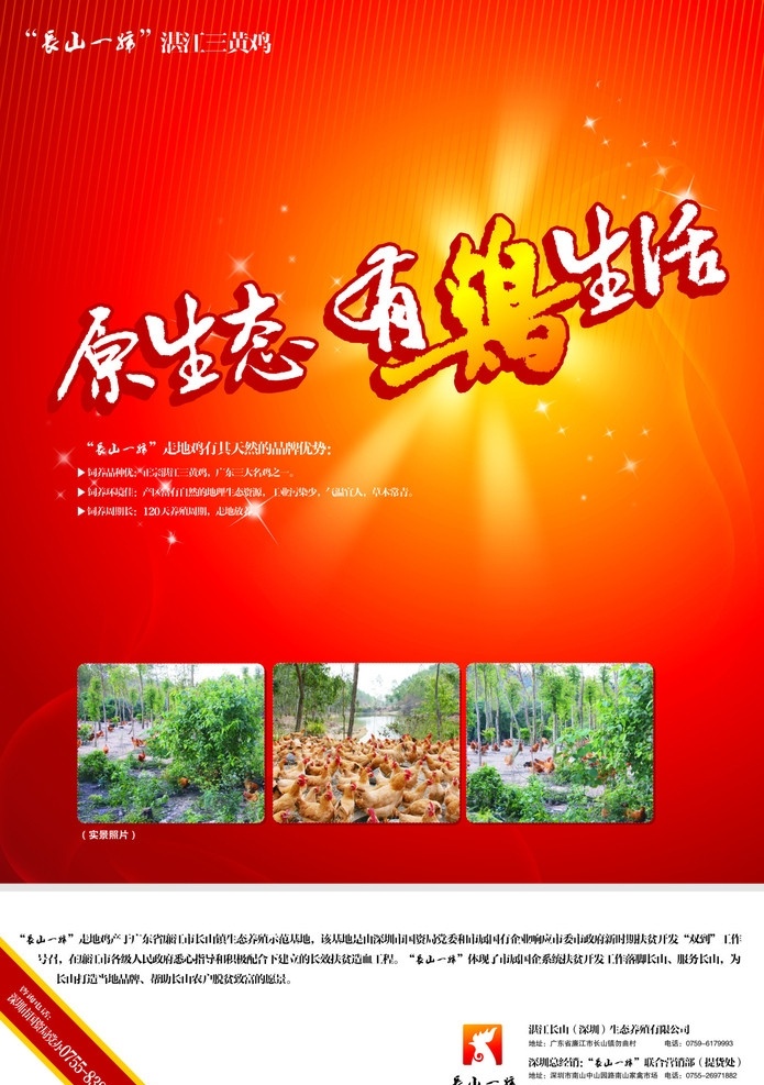 长山一号海报 原生态鸡 海报 原生态 鸡 生活 鸡图片 养鸡场 鸡海报 家养鸡 鸟类 生物世界 矢量