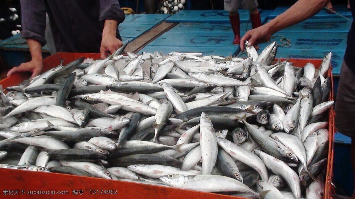满载而归 海鲜 生物世界 鱼 鱼类 巴浪鱼 卖鱼