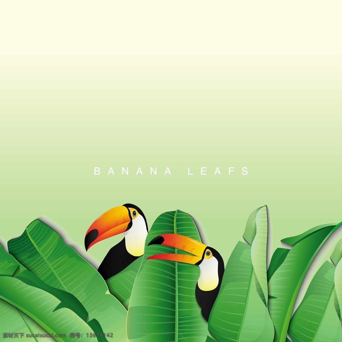 香蕉 片 巨 嘴 鸟 背景 树 叶 夏天 绿色 自然 绿色的背景 墙纸 树叶 热带植物 环境 自然背景 背景的绿色 绿色的叶子 叶子 香蕉叶