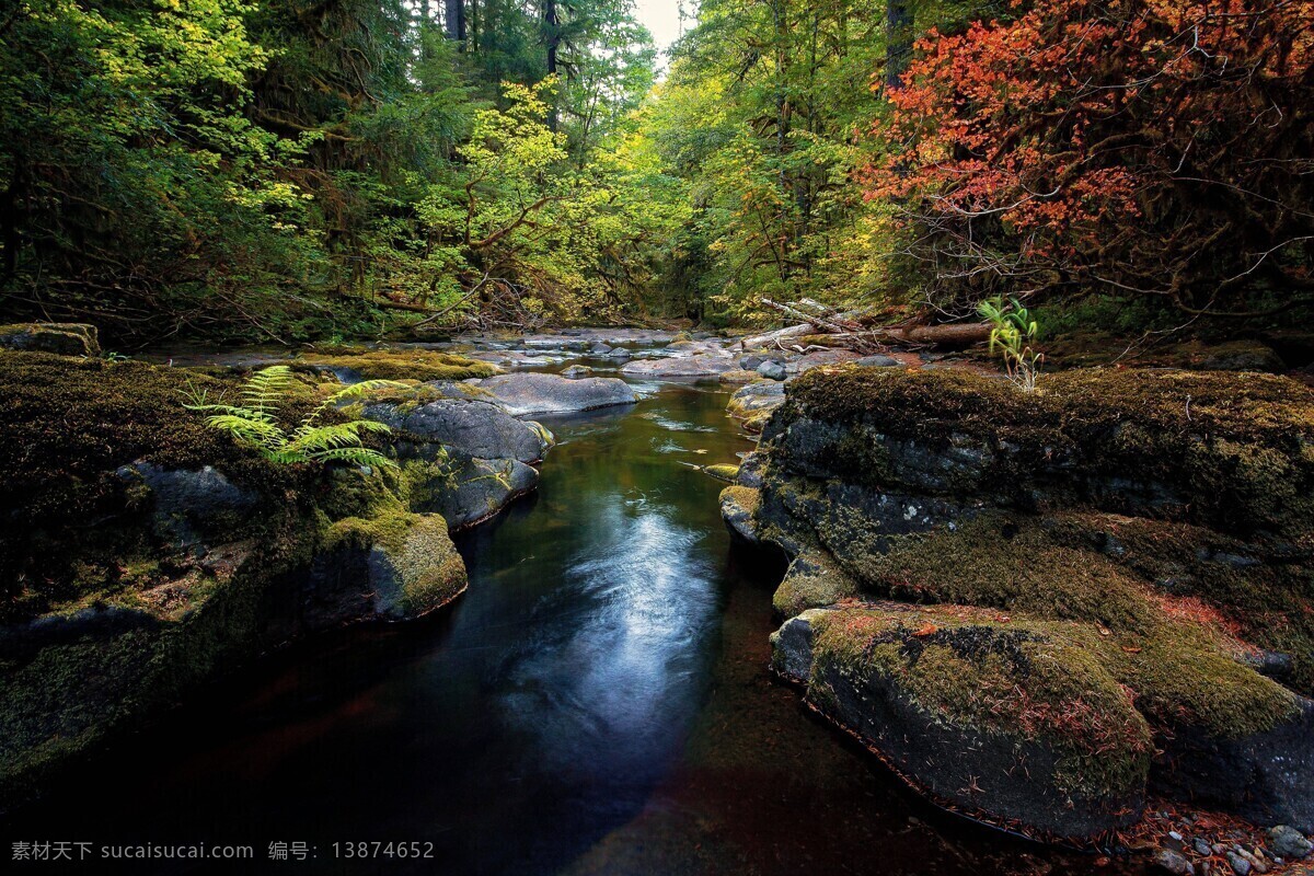 原始森林 潺潺流水 美丽风景图片 森林 壁纸 树林 绿色 植物 原生态 自然景观 自然风景