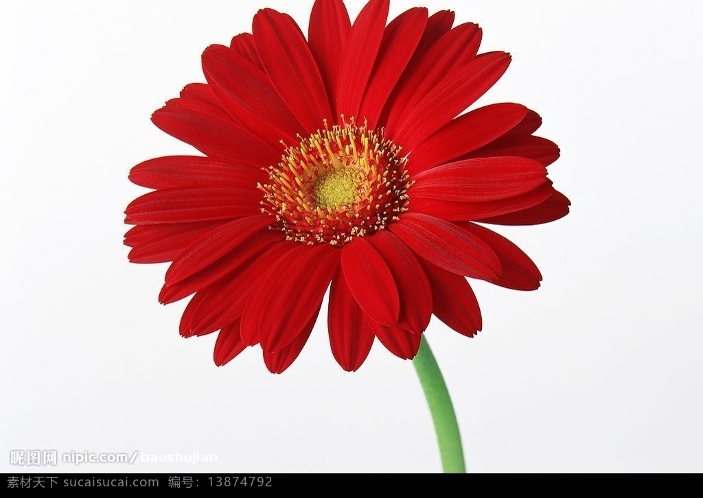 红菊花 橙 红 绿叶 鲜花 对比 互补 特写 写实 植物 花卉 一朵 花朵 花蕾 月季 情人节 层次 粉红 菊花 生物世界 花草 摄影图库