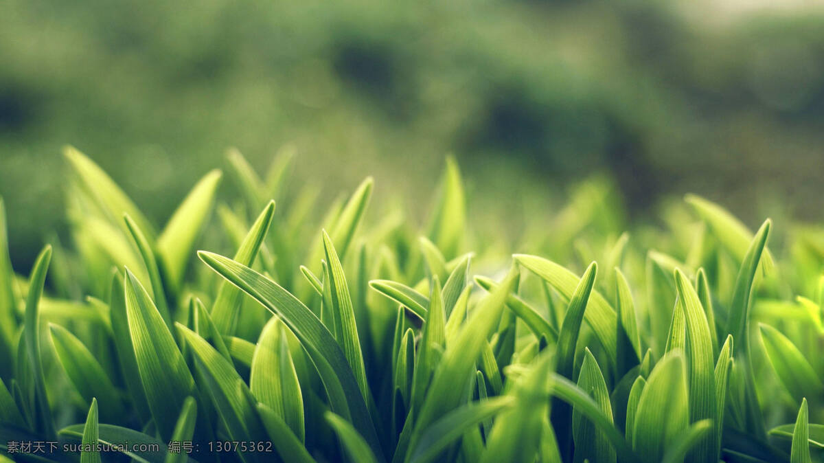 青草 绿叶 绿色 嫩芽 草荐 生物世界 花草