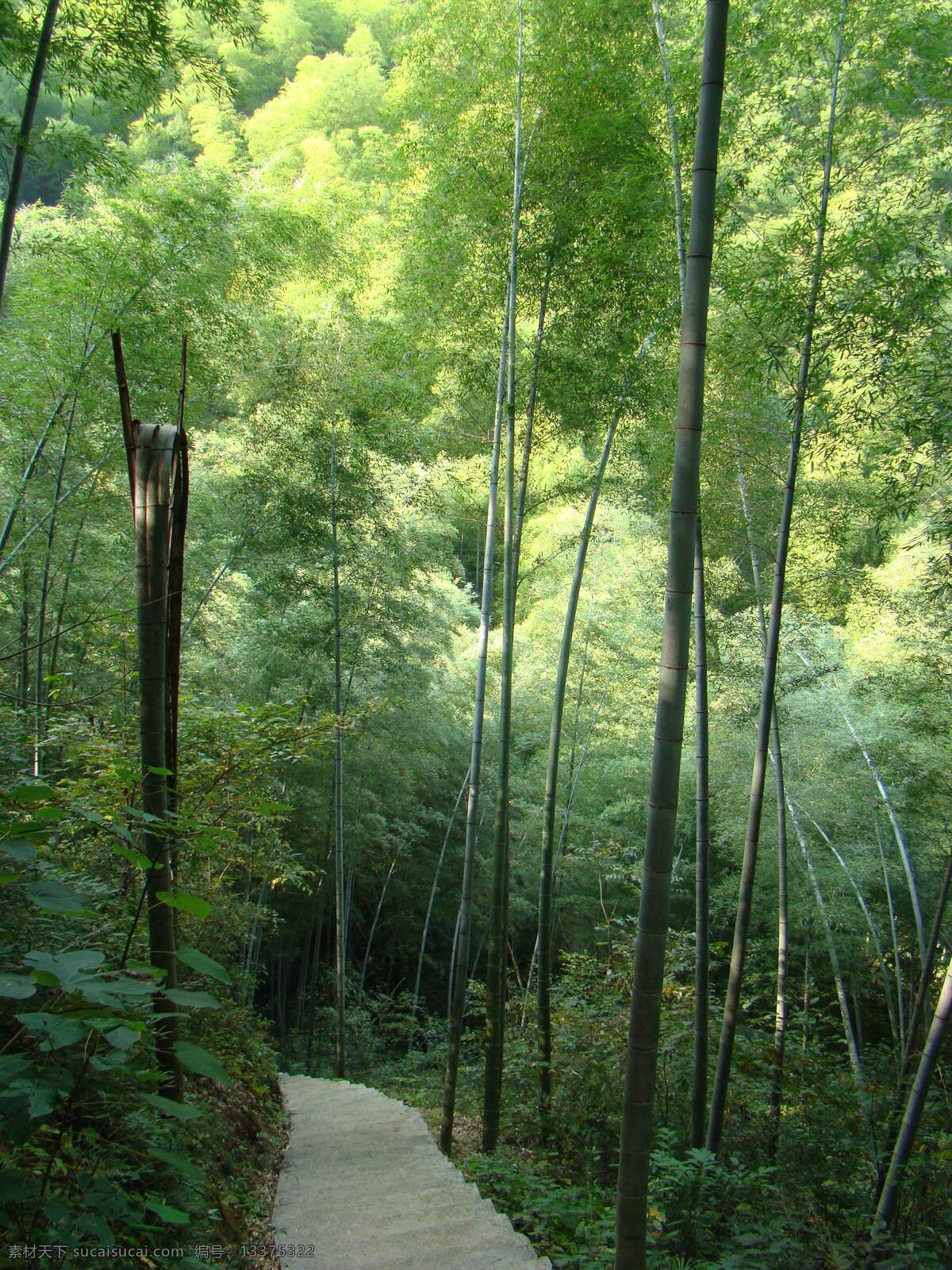 竹林 风景 林间小道 绿色 自然风景 自然景观 木坑竹海 夏天竹林 矢量图 日常生活