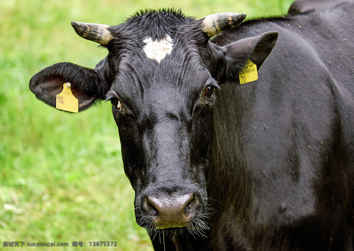 黑牛 牛 牛高清 牛高清图片 牛素材 奶牛 大黑牛 牛牛 牛图片 牛摄影图 牛卡通 牛宝宝 蒙古牛 肉牛