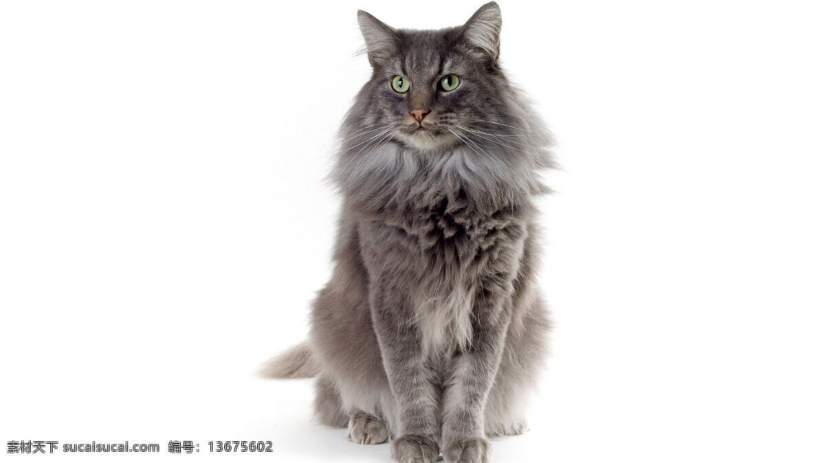 猫咪 猫 小猫 宠物 花猫 可爱 狸猫 家猫 黄猫 黑猫 黑猫警长 小花猫 虎皮猫 小野猫 小黄猫 宠物猫 流浪猫 麻猫 猫与鱼 猫爱吃鱼 生物世界 家禽家畜