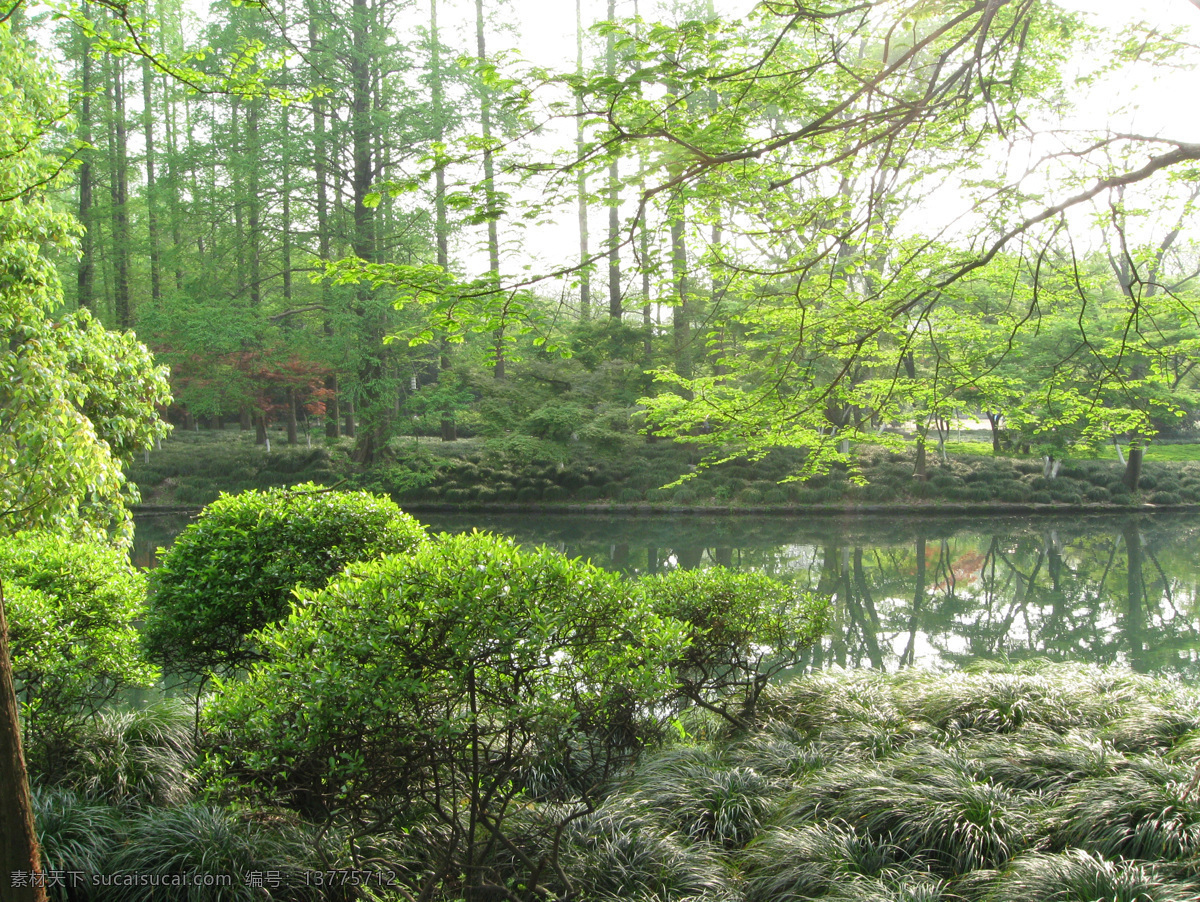 绿意 浓浓 春光明媚 湖水 绿色植物 绿色植物图片 绿树 树林 树枝 绿意浓浓 背景图片 风景 生活 旅游餐饮
