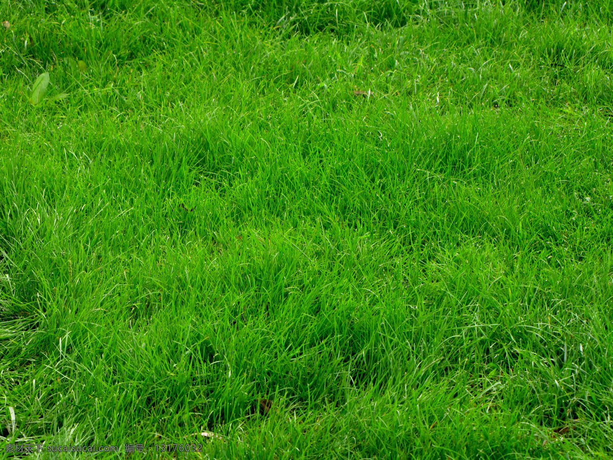 绿草坪 绿草 园林花草 草坪 草版本植物 绿色气息 植物与叶子 树木树叶 生物世界