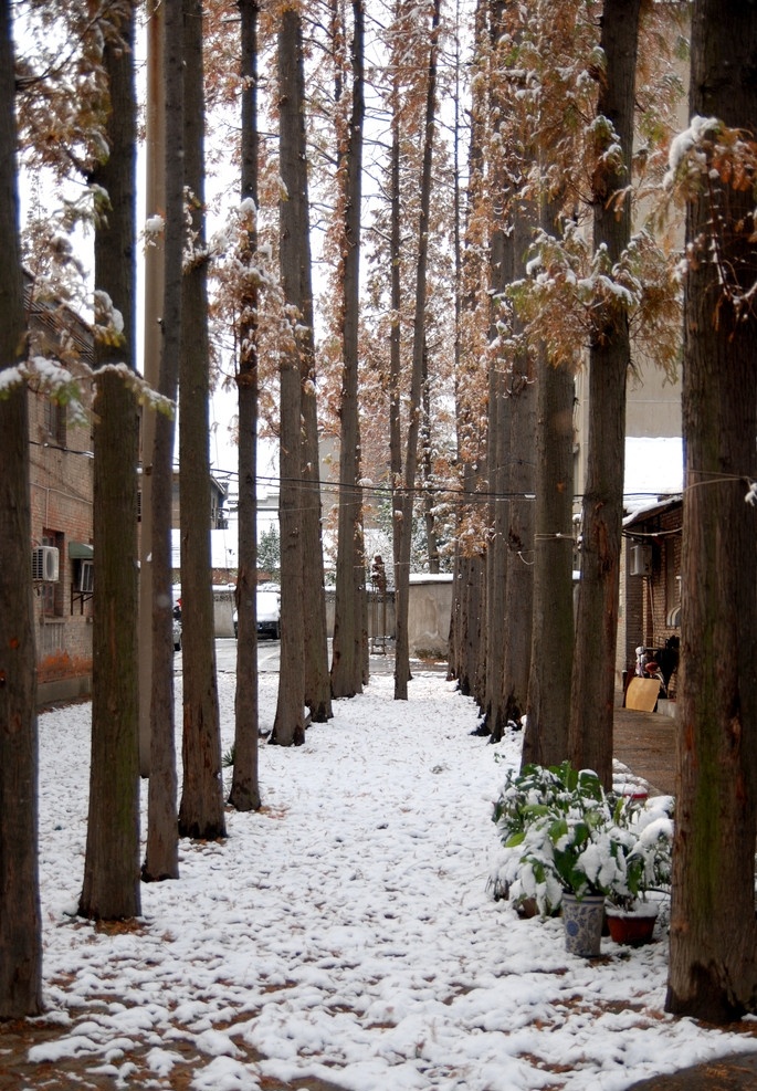 杉树 大树 大雪 积雪 冬天 黄叶 植物 笔挺 笔直 自然风景 自然景观