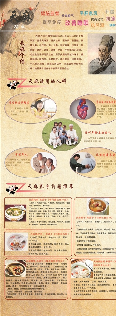 天麻展架 天麻介绍 天麻适用人群 天麻养生药膳 天麻