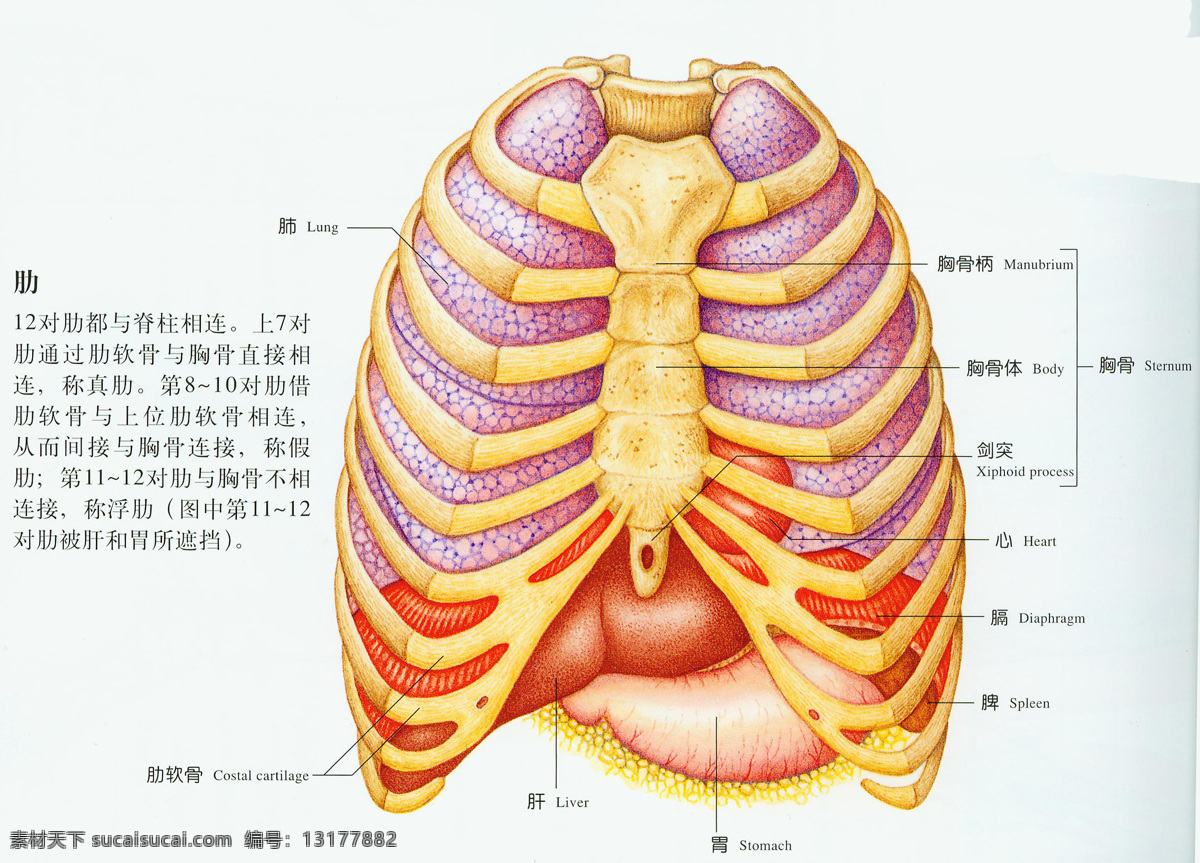 人体 设计图库 生活百科 中医 肋骨 示 图 设计素材 模板下载 人体肋骨示图 人体解析 脏腑 器官 海报 其他海报设计