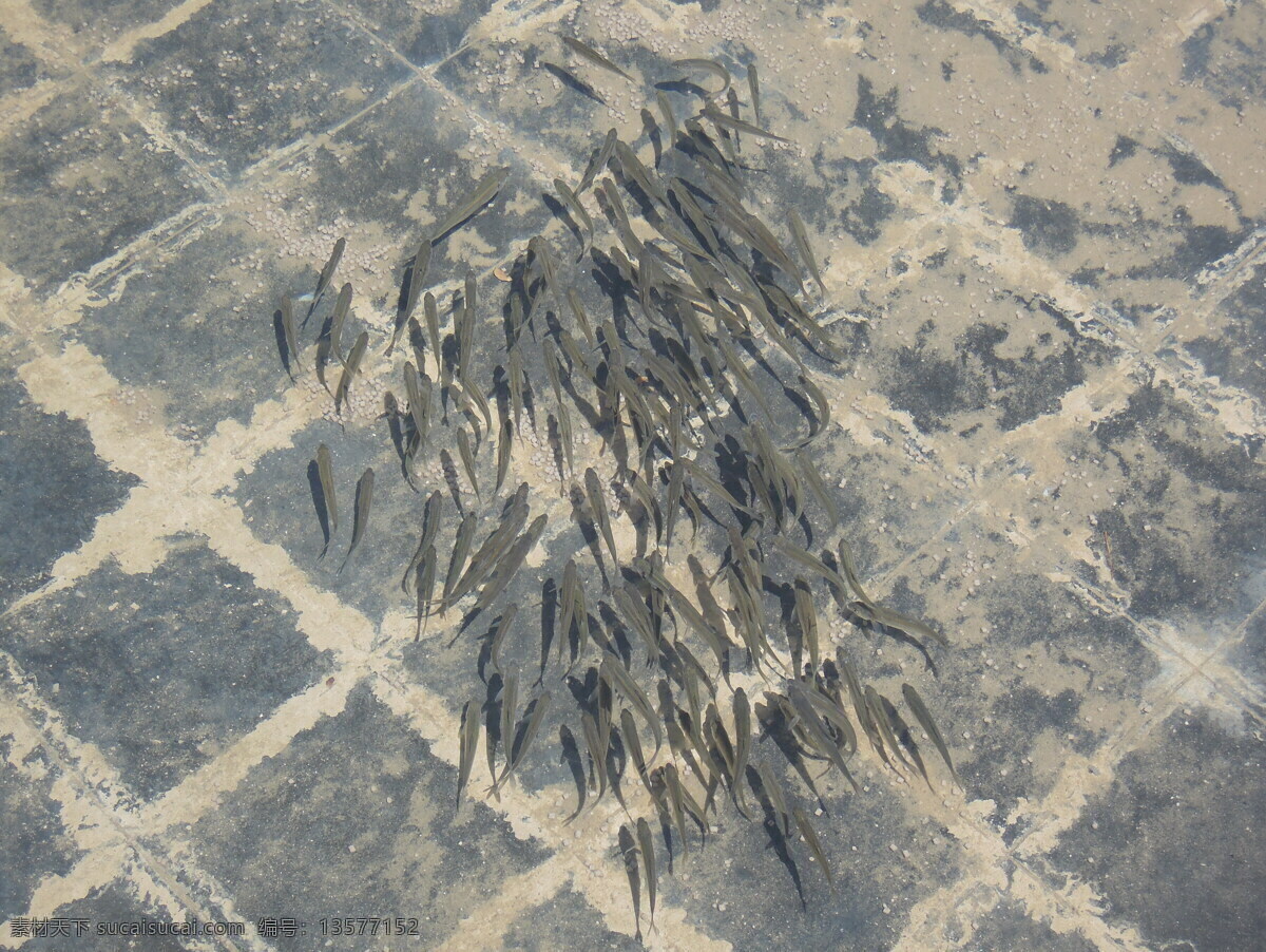 湟 鱼群 高原 生物世界 夏天 鱼类 湟鱼群 湟鱼 青海