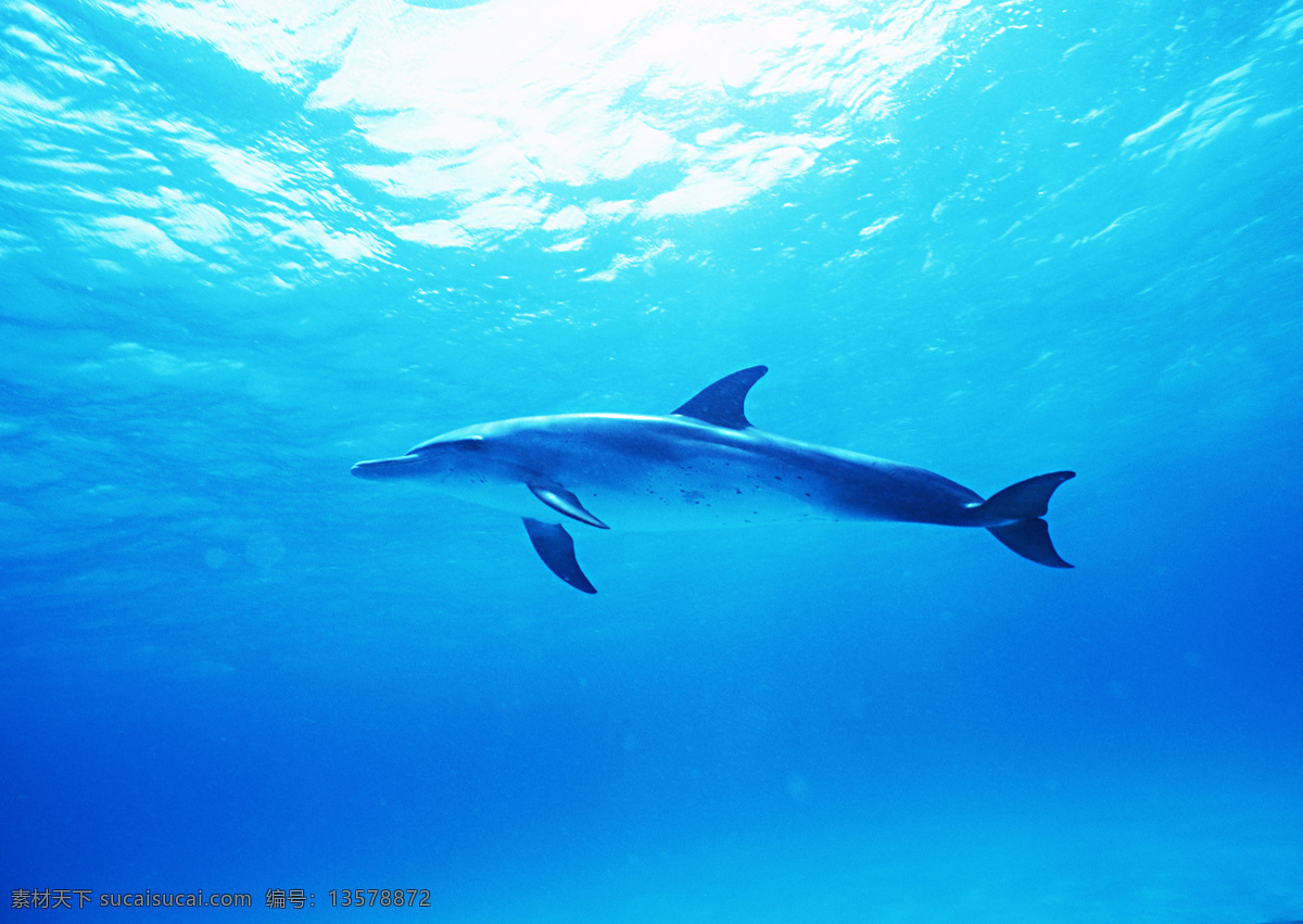 海豚 海洋生物 海洋动物 蓝色海洋 生物世界 摄影图库