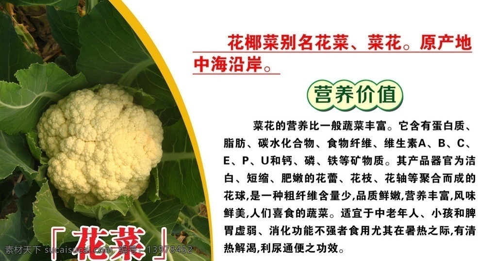 菜品介绍 菜 介绍 花菜 营养价值 庞峰 广告 分层 源文件
