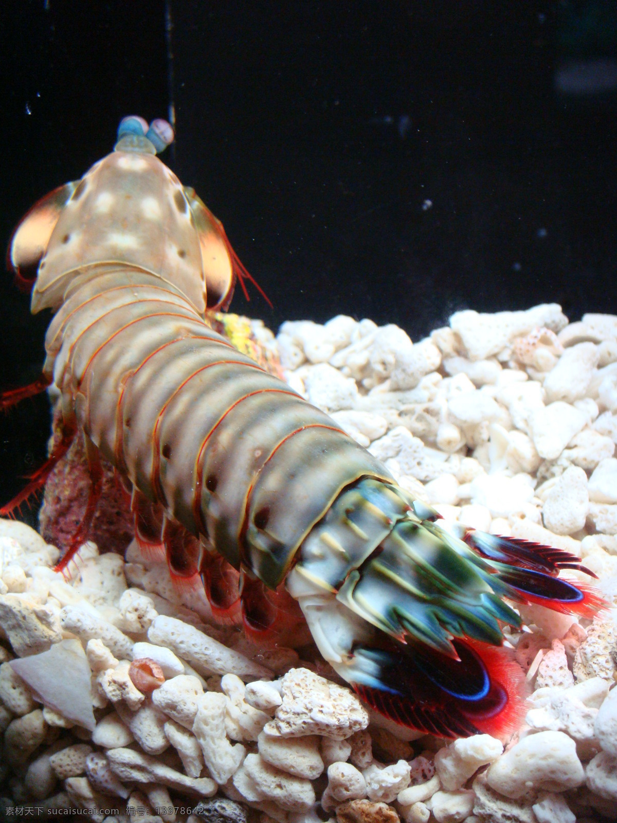 海洋 景观 海洋馆 海洋生物 龙虾 龙虾图片 海洋景观 海洋公园 上海海底世界
