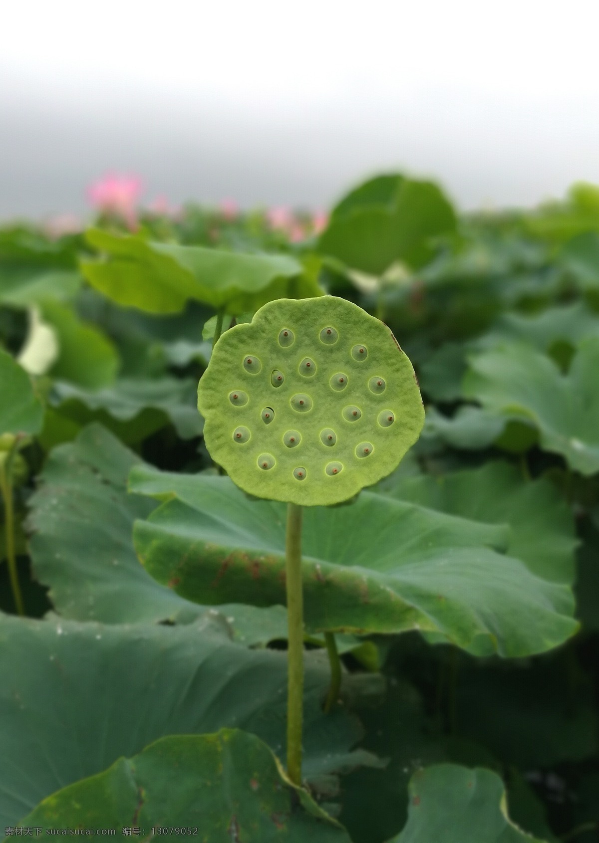 荷叶和莲蓬 莲叶 莲蓬 夏日 荷叶 池塘 一池莲叶 荷叶素材 荷花素材 生物世界 花草