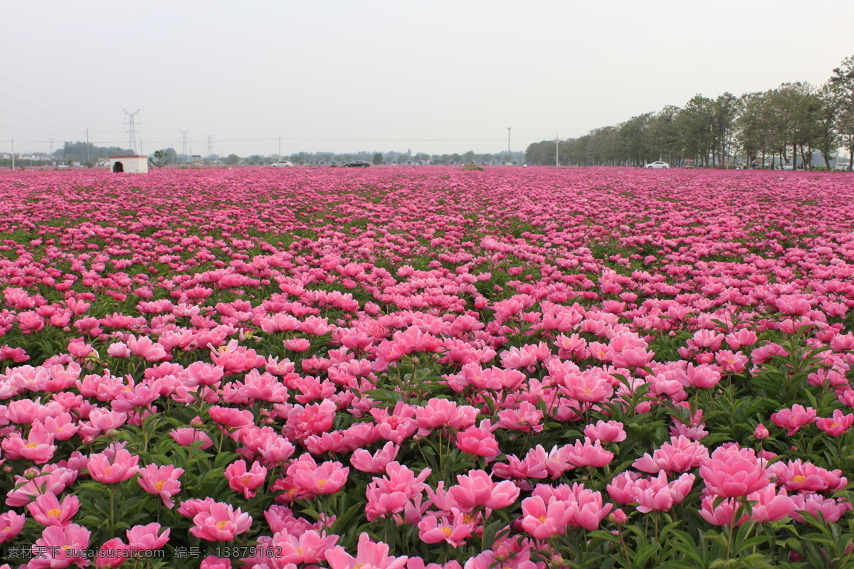 芍花 芍药花 芍药花海 亳州 花海 自然景观 自然风景