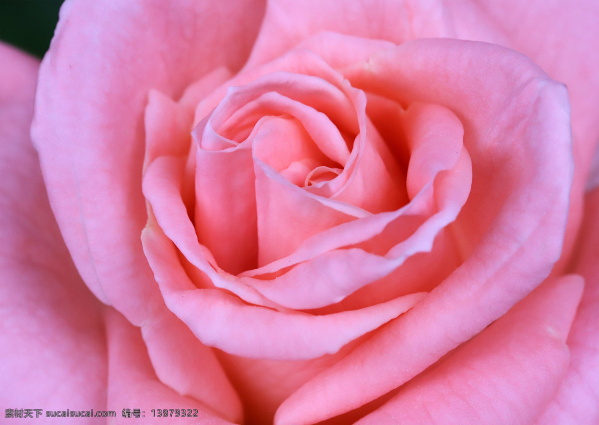 玫瑰花 红玫瑰 白玫瑰 粉玫瑰 粉红色 花朵 花苞 花骨朵 花卉 花草 壁纸 植物 特写 花瓣 花枝 花心 绿叶 叶子 叶片 花叶
