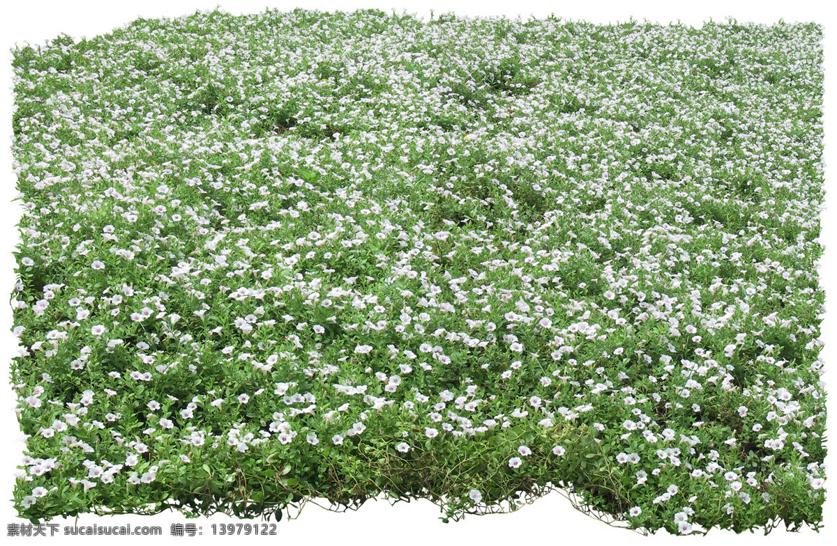 后期 花 高清花大图 花儿 环境设计 设计图 后期花素材 其他设计图片