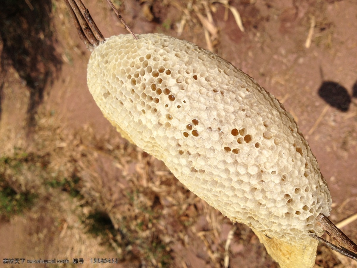 挂 蜜 蜂巢 蜂蜜 昆虫 蜜蜂 生物世界 挂蜜 野蜂